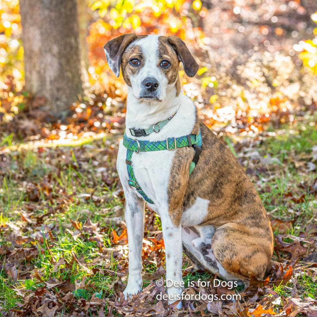 photo of Bo